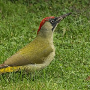 Grünspecht...... Arndt Neumann